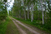 Ahnapee Birch Trees