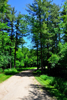 Tall Pines along COL Trail