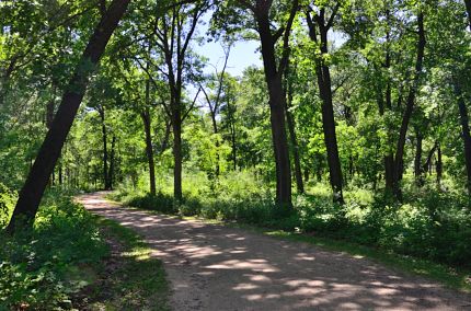 Wooded part of COL path