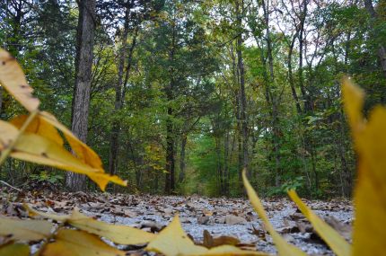 Mammoth Cave Bike Trail as seen from the trail