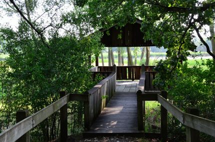 Scene from Black Tern Marsh Viewing Platform