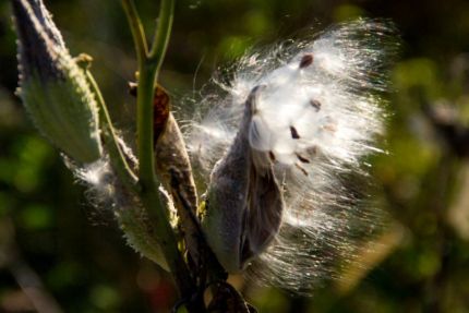 Milk Weed Pod close-up