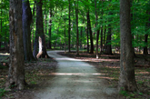 DPRT winding through the woods