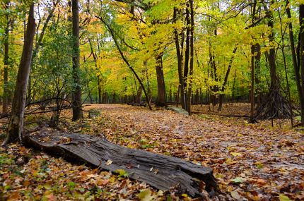 Leaf covered bike trail and bridge