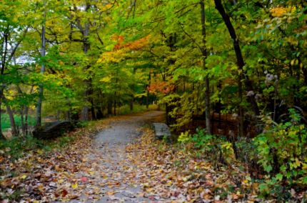 Leaf covered stone bridge and bike trail