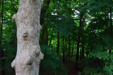 Knotted tree and forest alonside the Des Plaines River Trail