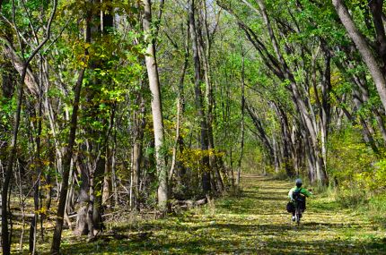 Bike Rider and Tall Tree Canopy