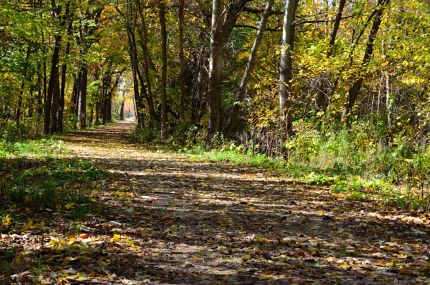 leaf covered I&M Trail