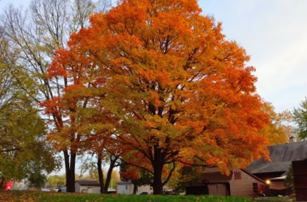 Colorful orange and green tree