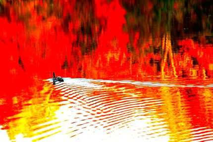 Duck in colorful pond in Wright Woods