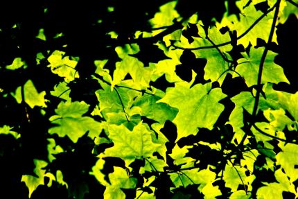 Deep green backlit leaves along DPRT