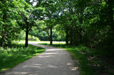 Millennium Trail Woods