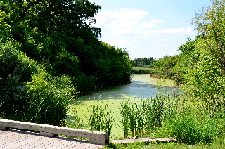 Mossy stream and bridge as seen from the bike trail