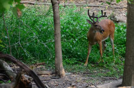 Deer on the side of the North Branch Trail