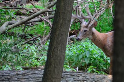 Second deer as seen from the NBT