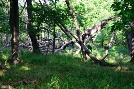 Fallen tree as see from the North Branch Trail