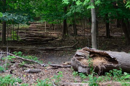 Fallen log and possible path by NB Trail