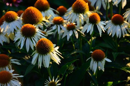 Colorful flowers at sunset