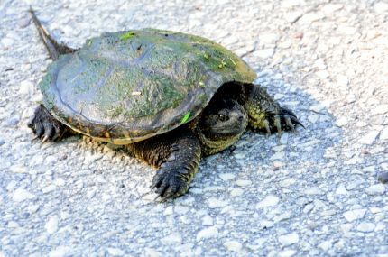 Wild Turtle In Wildlife Refuge