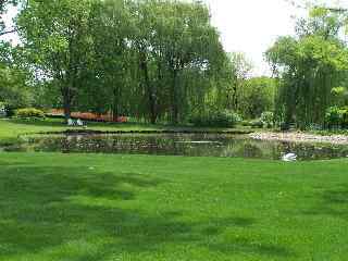 Swan in Lake off of Banbury