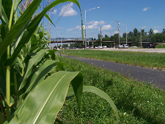 The Randall Road Bike Trail