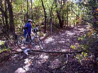 Fallen Tree over Deer Grove Trail