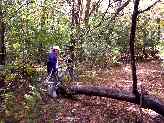 dg-mountain-bike-trail_1261-16p.JPG (6555 bytes)