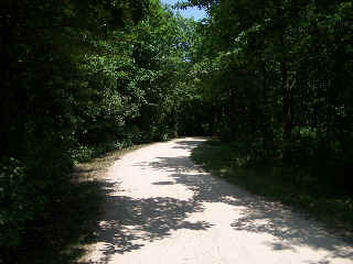 Canopy of Trees on DPRT